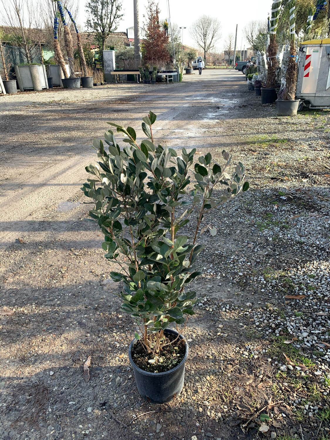 Feijoa Acca Sellowiana, Fejoa - vaso Ø18 cm