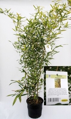 Bamboo, Bambù, Phyllostachys Aurea - vaso Ø24 cm, h 125-160 cm Bamboo, Bambù, Phyllostachys Aurea - vaso Ø24 cm, h 125-160 cm