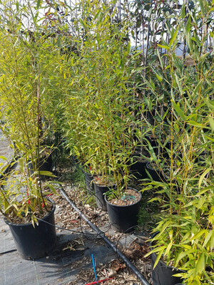 Bamboo, Bambù, Phyllostachys Aurea - vaso Ø24 cm, h 125-160 cm