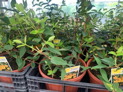 Iperico, Hypericum 'Hidcote' - vaso Ø18 cm SCD