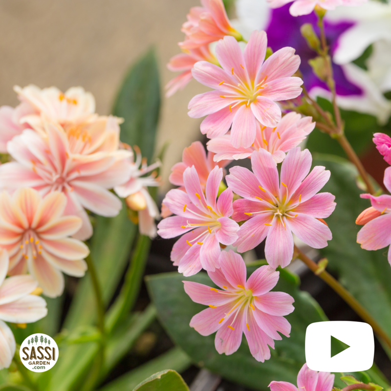 Lewisia Cotyledon - vaso Ø14 cm