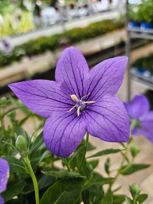 Platycodon grandiflorus blu - vaso Ø12 cm