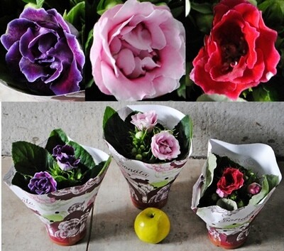 Sinningia speciosa, gloxinia, glossinia - vaso Ø13 cm