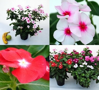 Vinca Crataeanthus, Vinca del Madagascar - vaso Ø10 cm