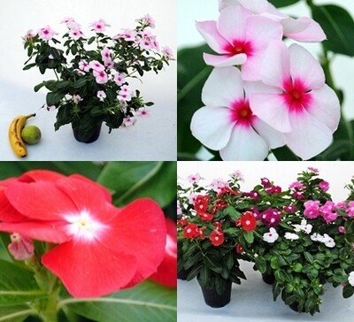 Vinca Crataeanthus, Vinca del Madagascar - vaso Ø10 cm