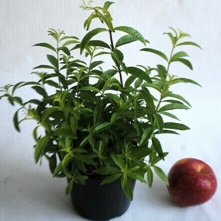 Erba Luigia, Erba Cedrina, Lippia citriodora - vaso Ø14 cm