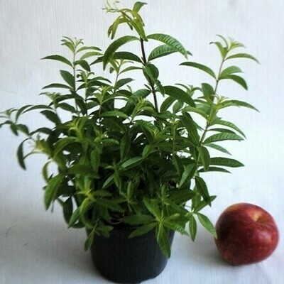 Erba Luigia, Erba Cedrina, Lippia citriodora - vaso Ø14 cm