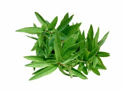 Erba Luigia, Erba Cedrina, Lippia citriodora - vaso Ø14 cm