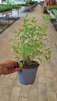 Erba Luigia