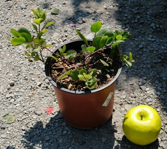 Cappero, Capparis spinosa - vaso Ø14 cm