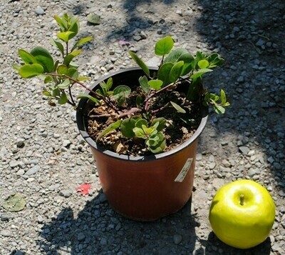 Cappero, Capparis spinosa - vaso Ø14 cm Cappero, Capparis spinosa - vaso Ø14 cm