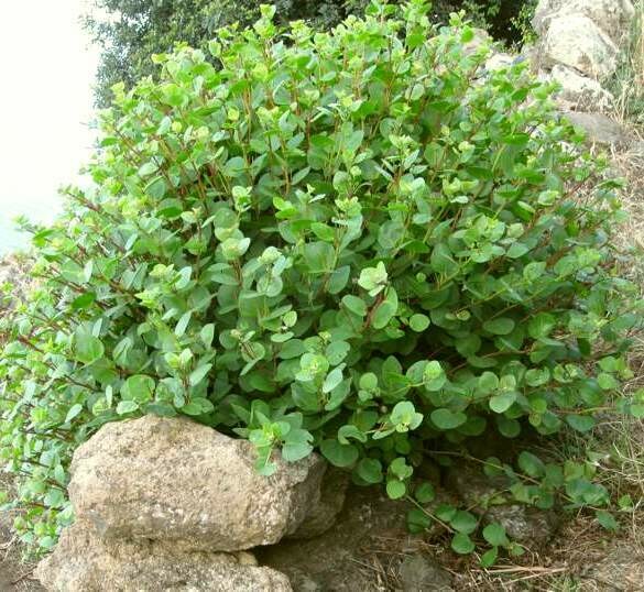 Cappero, Capparis spinosa - vaso Ø14 cm