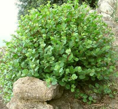 Cappero, Capparis spinosa - vaso Ø14 cm