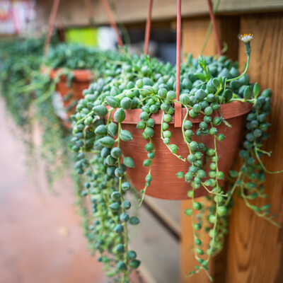 Senecio Rowleyanus, Pianta Rosario - vaso Ø14 cm
