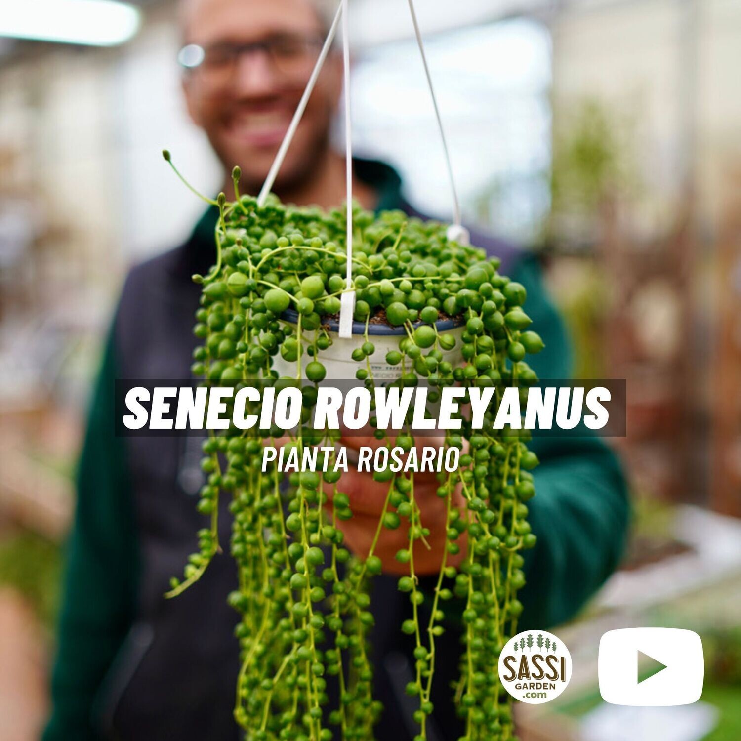 Senecio Rowleyanus, Pianta Rosario - vaso Ø14 cm