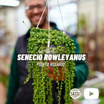 Senecio Rowleyanus, Pianta Rosario - vaso Ø14 cm