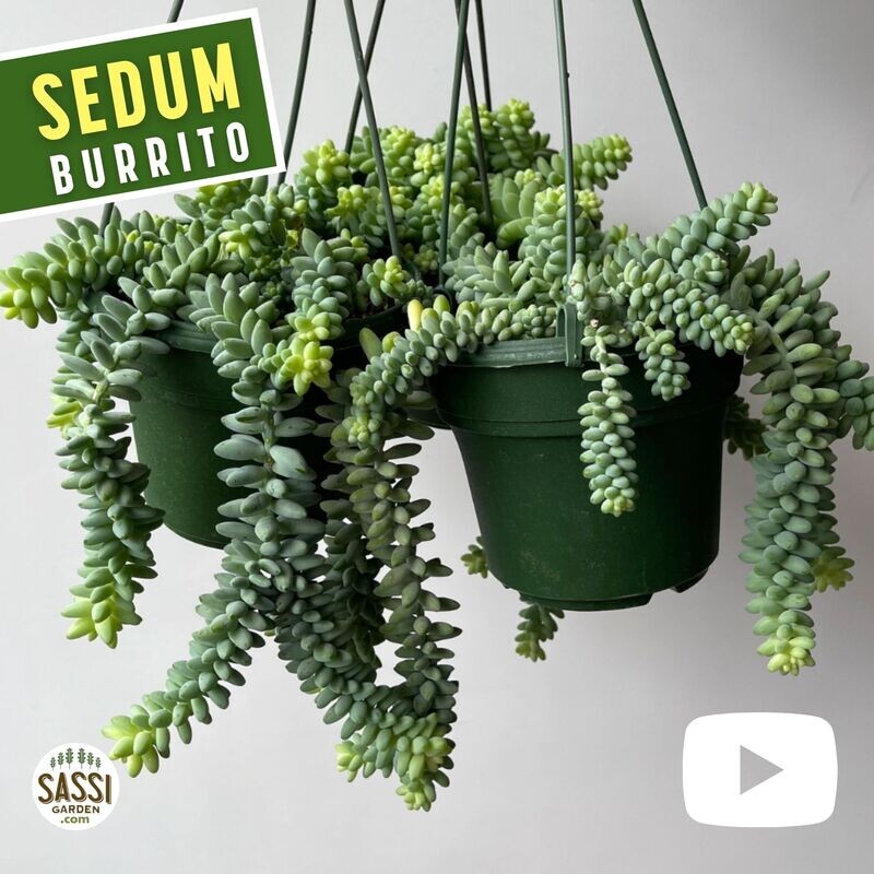 Coda d'Asino, Sedum burrito - basket Ø14 cm