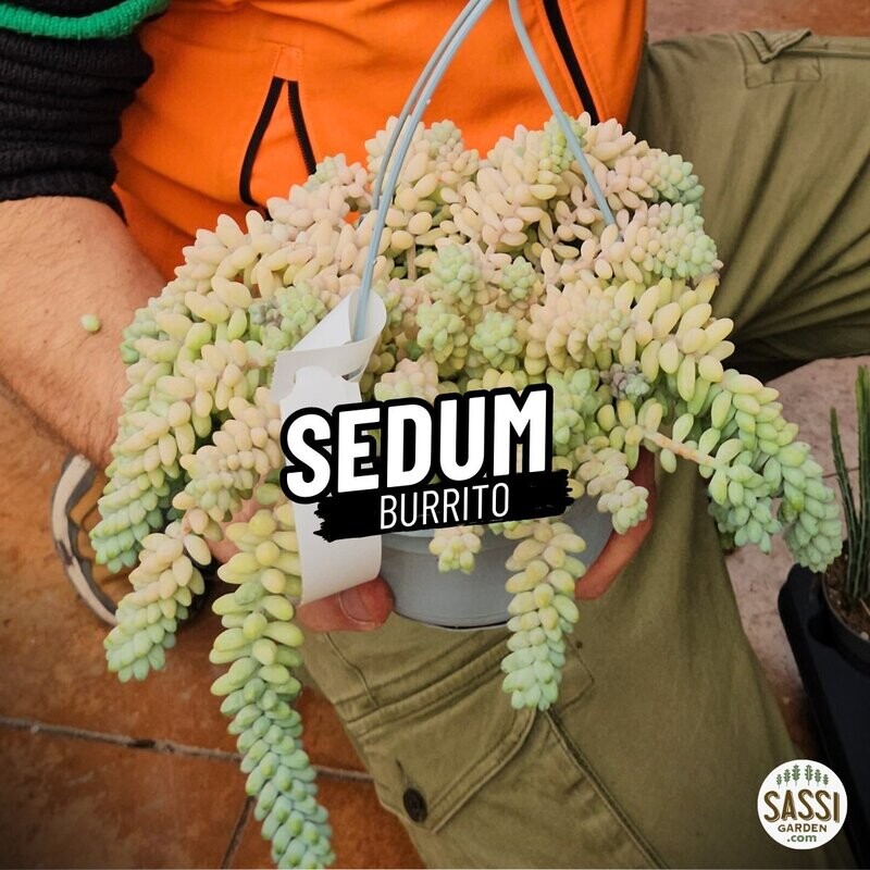 Coda d'Asino, Sedum burrito - basket Ø14 cm Coda d'Asino, Sedum burrito - basket Ø14 cm