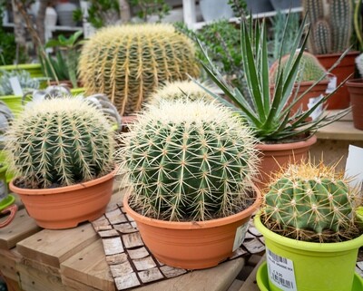 Echinocactus grusonii, Cuscino della Suocera, Cactus - vaso Ø20 cm