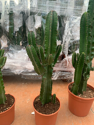Euphorbia Eritrea - vaso Ø21 cm, H 90/95 cm Euphorbia Eritrea - vaso Ø21 cm, H 90/95 cm