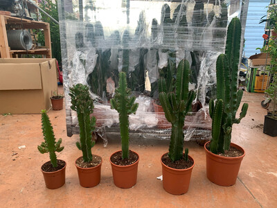 Euphorbia Eritrea - vaso Ø21 cm, H 90/95 cm