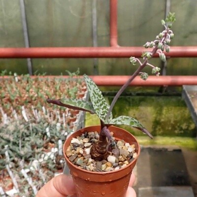 Scilla violacea - vaso Ø6 cm