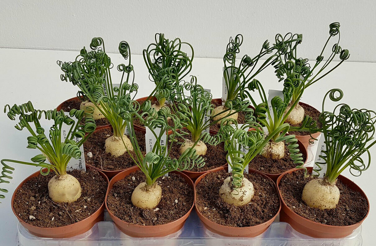 Albuca spiralis, Cipolla delle frattaglie IN RIPOSO VEGETATIVO - vaso Ø8.5cm