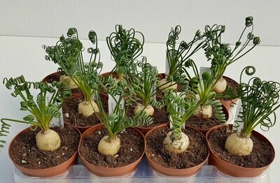 Albuca spiralis, Cipolla delle frattaglie IN RIPOSO VEGETATIVO - vaso Ø8.5cm Albuca spiralis, Cipolla delle frattaglie IN RIPOSO VEGETATIVO - vaso Ø8.5cm