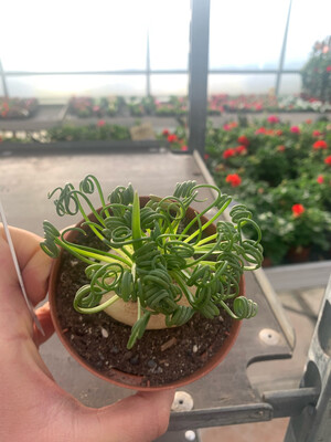 Albuca spiralis, Cipolla delle frattaglie - vaso Ø8.5 cm
