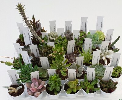 SUCCULENTE COLLEZIONE vaso Ø5,5 cm (idea bomboniera) SUCCULENTE COLLEZIONE vaso Ø5,5 cm (idea bomboniera)