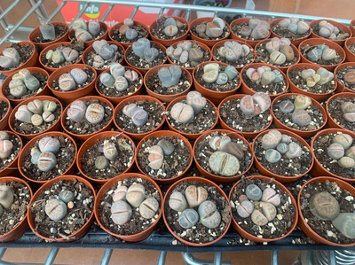 Lithops spp. mix, Sassi viventi - vaso Ø5,5 cm