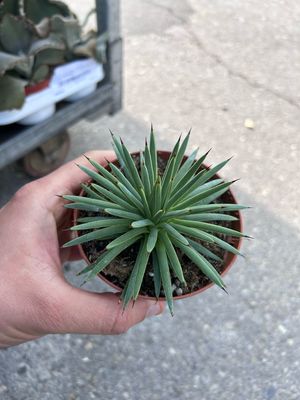 Agave stricta 'Nana', Pianta Succulenta, Pianta Grassa - vaso Ø10,5 cm Agave stricta 'Nana', Pianta Succulenta, Pianta Grassa - vaso Ø10,5 cm