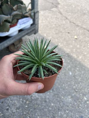 Agave stricta 'Nana', Pianta Succulenta, Pianta Grassa - vaso Ø10,5 cm