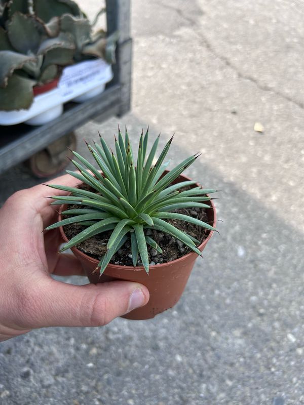 Agave stricta 'Nana', Pianta Succulenta, Pianta Grassa - vaso Ø10,5 cm