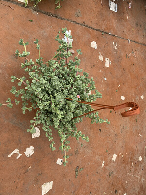 Oscularia Deltoides - basket Ø14 cm