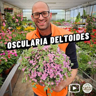 Oscularia Deltoides - basket Ø14 cm