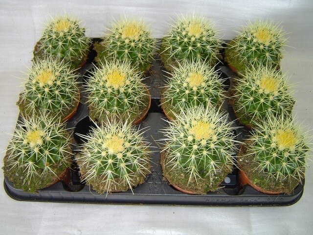 Echinocactus grusonii, Cuscino della Suocera, Cactus - vaso Ø11 cm