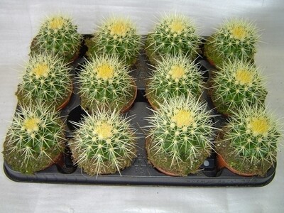 Echinocactus grusonii, Cuscino della Suocera, Cactus - vaso Ø11 cm