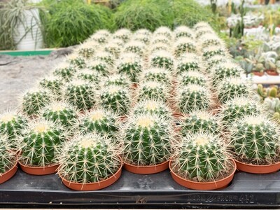 Echinocactus grusonii, Cuscino della Suocera, Cactus - vaso Ø11 cm