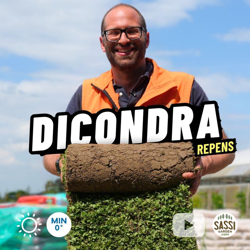 Prato a rotoli di Dichondra Repens, tappeto erboso a rotolo, a zolle Dicondra - 1 MQ Prato a rotoli di Dichondra Repens, tappeto erboso a rotolo, a zolle Dicondra - 1 MQ