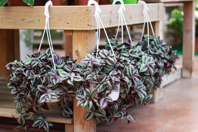 Tradescantia Zebrina Violet, Erba miseria, Tradescanzia - basket Ø16 cm