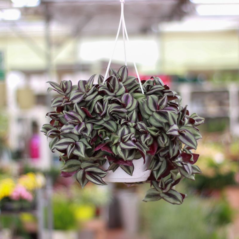 Tradescantia Zebrina Violet, Erba miseria, Tradescanzia - basket Ø16 cm Tradescantia Zebrina Violet, Erba miseria, Tradescanzia - basket Ø16 cm