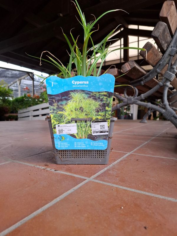 Cipero papirifero, Papiro del Nilo, Cyperus Percamenthus (IN RIPOSO VEGETATIVO) - vaso Ø18 cm h 50 cm fuori vaso