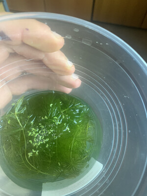 Ceratophyllum demersum, barattolo