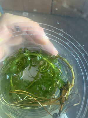 Egeria Densa, Elodea (OSSIGENANTE)