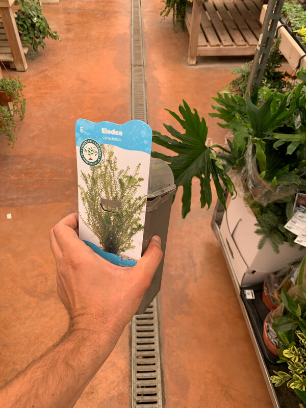 Egeria Densa, Elodea (OSSIGENANTE)