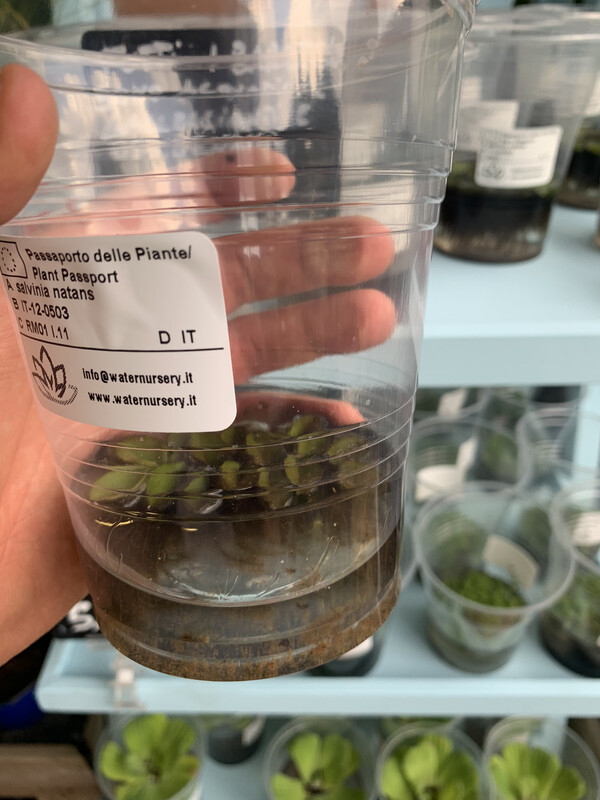 Salvinia natans, pianta ossigenante