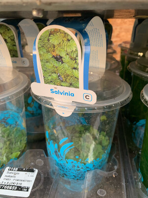 Salvinia natans