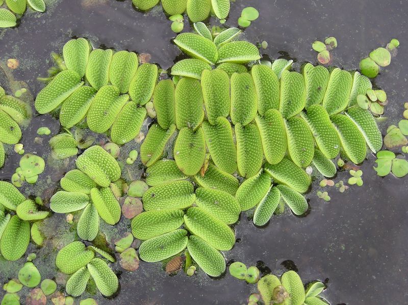 Salvinia natans, pianta ossigenante Salvinia natans, pianta ossigenante