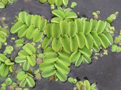 Salvinia natans, pianta ossigenante Salvinia natans, pianta ossigenante